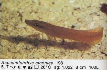 Aspasmichthys ciconiae